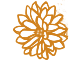 Chrysanthemum