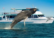 Whale Watching Breakfast and Lunch Cruises 2